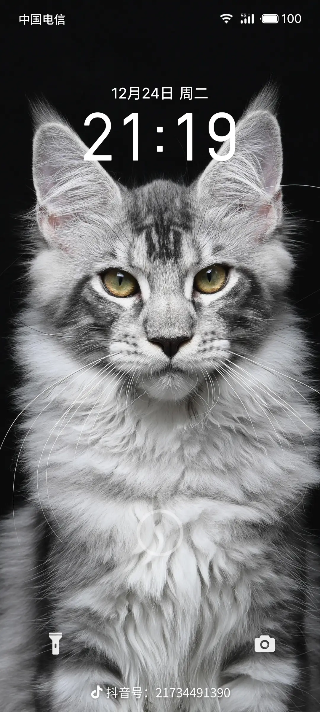 缅因猫咪温顺亲和